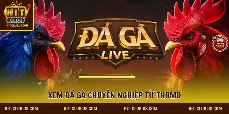 Xem đá gà chuyên nghiệp từ Thomo